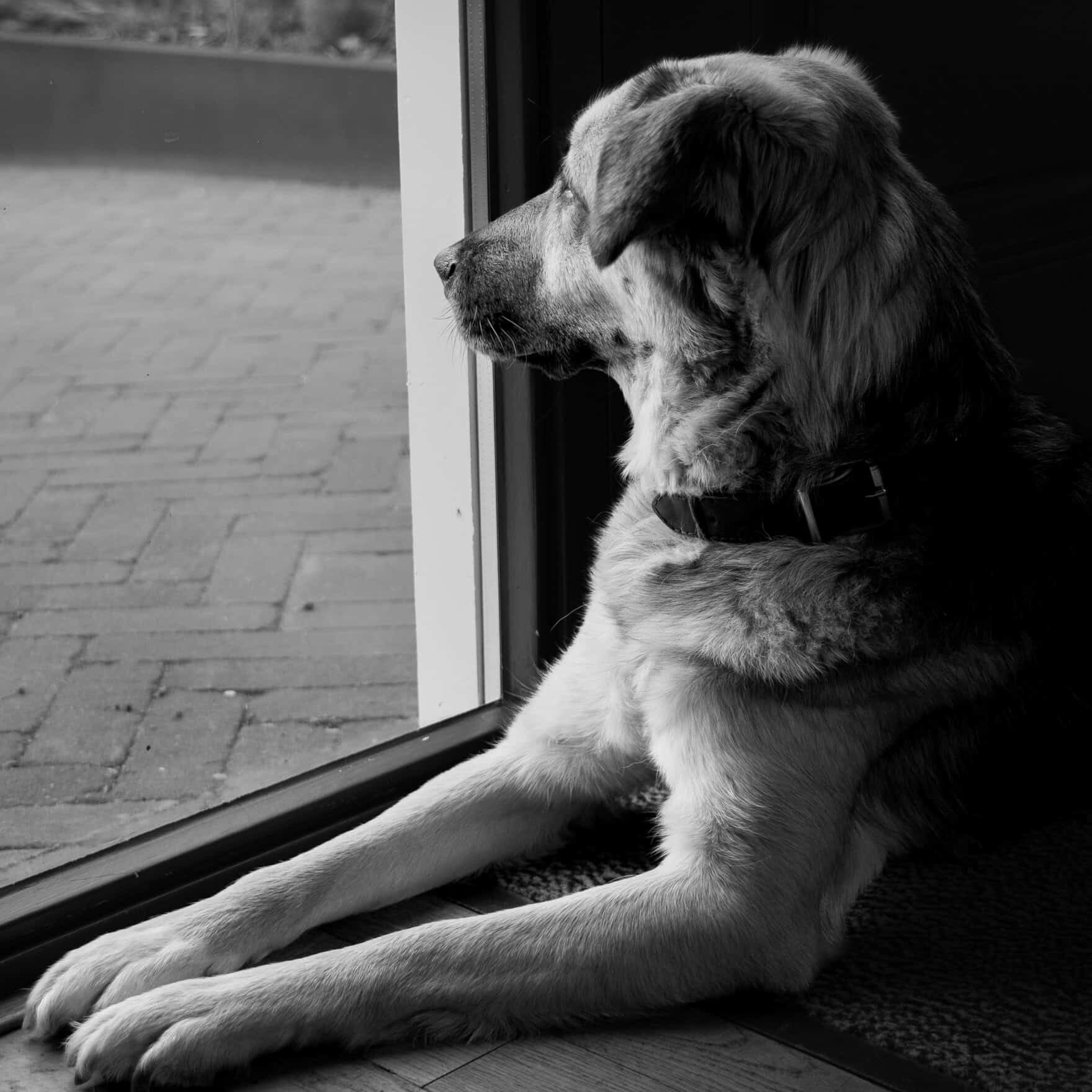 Portretfoto van Maddy, de hond van familiebedrijf Burgant en vaste ateliergenoot bij het goudsmeden.